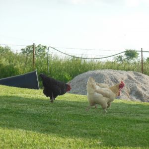 The chickens looking for a snack.
