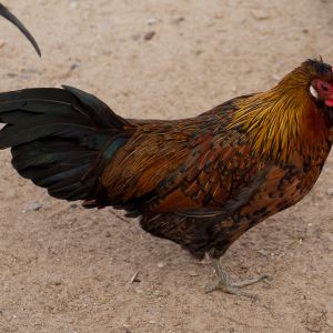 The best BBR Phoenix Bantam hen in the flock; BBB bred.