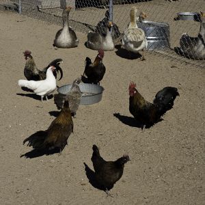 The Phoenix flock with their Goose buddies.