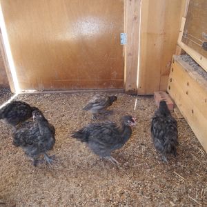 Chicks go from brooders to the brooder pen floor and then on to the grow out pens.