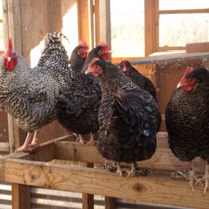 Original hatchery Marans flock from 2007