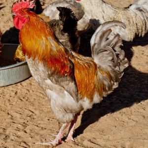 Blue Copper Marans rooster