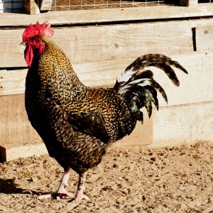Golden Cuckoo rooster