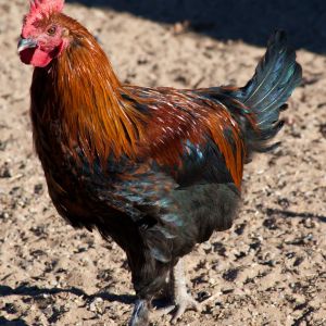 Black Copper Cockerel
