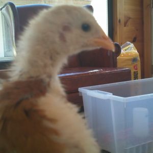 Antoine the Chicken 2 weeks old