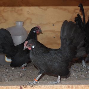 Black Dutch trio in an individual pen