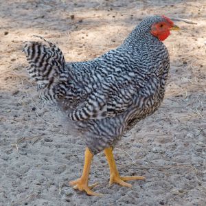 Dom cockerel