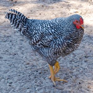 Dom cockerel
