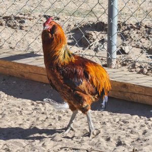 Red EE cockerel that "looks" like the original but isn't. This is hatchery stock from Ideal.