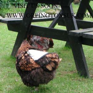 Standard  saddle from £6.00
http://orpingtonsuk.com/poultrysaddle.html