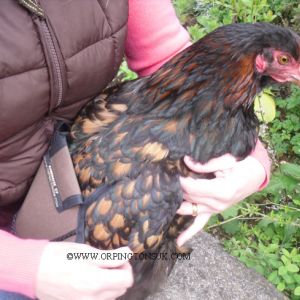 Full fitting instructions with step by step images.
Fitting video and instructions on measuring your hen.
Visit our website
http://orpingtonsuk.com/poultrysaddle.html