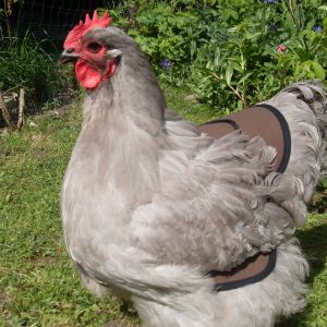 Saddle with protective side guards from £12.00
http://orpingtonsuk.com/poultrysaddle.html
