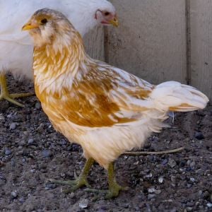 EE pullet