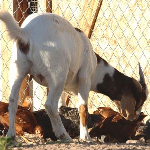 Our growing chicks with their "guard goat" Gabby