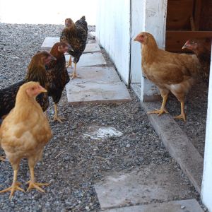 Some of the Buff Orpington and Golden Wyandotte pullets enjoying the shady side of the coop