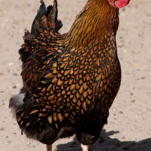 Golden Wyandotte hen