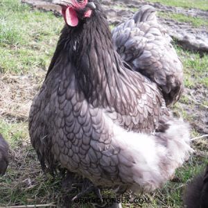 Large Fowl Blue Orpington