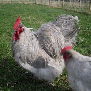 Lavender Orpingtons