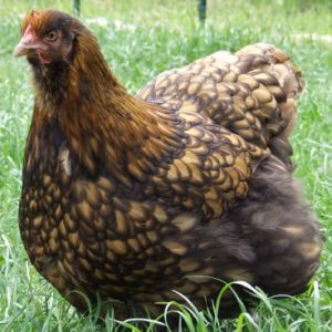 Gold laced Orpington hen