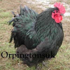 Black Orpington cockerel