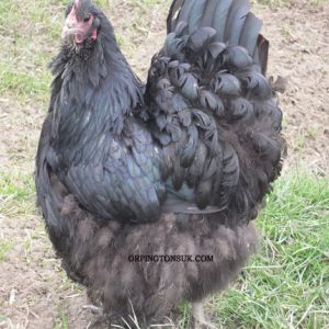 Black Orpington Hen