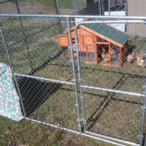 *
Out grew their run, so my husband got me this 10 x 10 x 6 kennel to keep them from predators, on Mother's day.