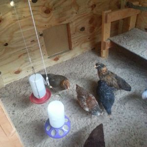 Temporary feeder/waterer