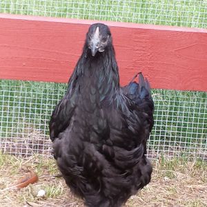 This Black giant hen always sounds like she's worried about something. A friendly gal as well.
