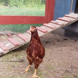 This is Mabel. The only Rhode Island red hen. She loves to be pet and held.