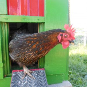 Bonnet is coming out of the Hen-a-bago