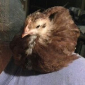 "Little Red" my sweetheart  is right at home roosting up on our shoulders.