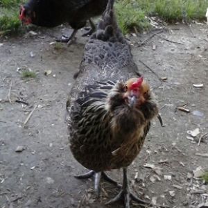 "Spunky" the year old Ameraucana hen loves jumping for treats and posing for pictures.
