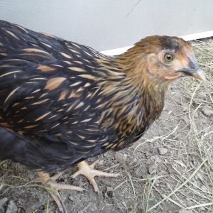 Shy and pretty but still nameless for now, our golden laced wyandotte pullet.