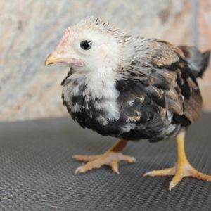 F1 Silver Duckwing x Wheaten cockerel (only one in the hatch)