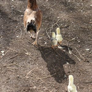 Lots of pics of the chicks and their mommy!