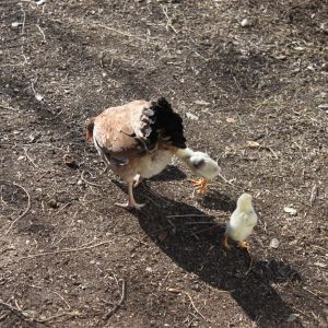 Lots of pics of the chicks and their mommy!
