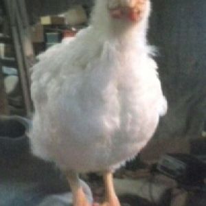 "Chester" our super friendly White Rock cockerel.