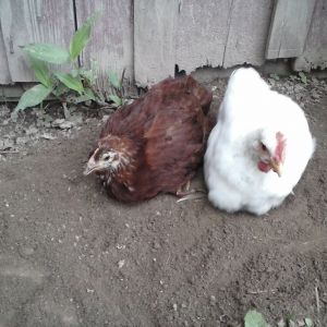 Little Red and Chester are best friends always going off together. Here they are sharing their favorite dirt spot.