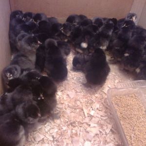 marand
Rare Breed Poultry
Rare Race 
Black Azerbaijan 
Azerbaijan breed