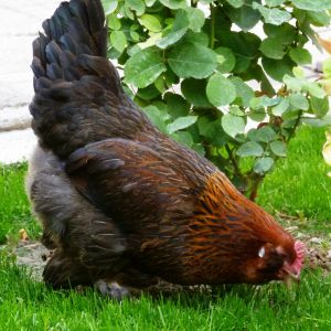 red marand varite
Rare Breed Poultry
Azerbaijan breeds
rare race 
Marand