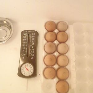 shipped eggs day 1