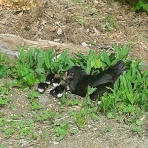*
Australorp hatched 8 Marans chicks