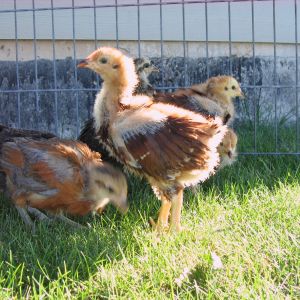 Fogle RIR chick 4.5 wks and Colloncas chick same age