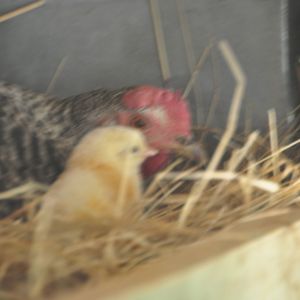The first new baby chick! May 28, 2013