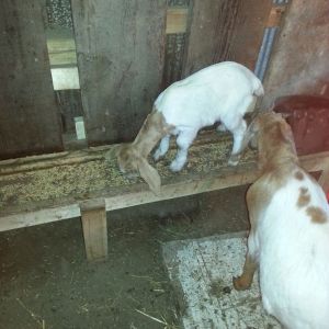 Our Nubian/Boer Cross kid Chloe