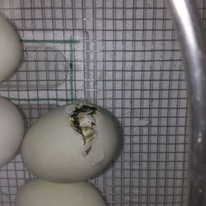 First Hatching