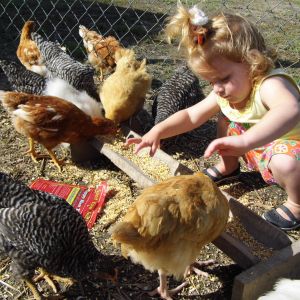 Zoe feeding the Chicks