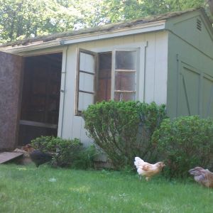 The old garden shed that I converted into a coop
