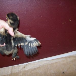 Gold laced standard Cochin.