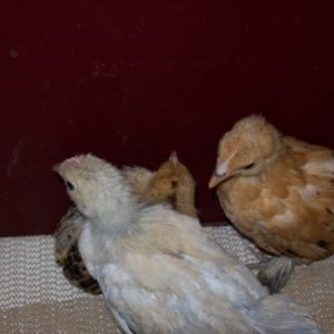2 Mille Fluer D'Uccles & a porcelean D'Uccle.